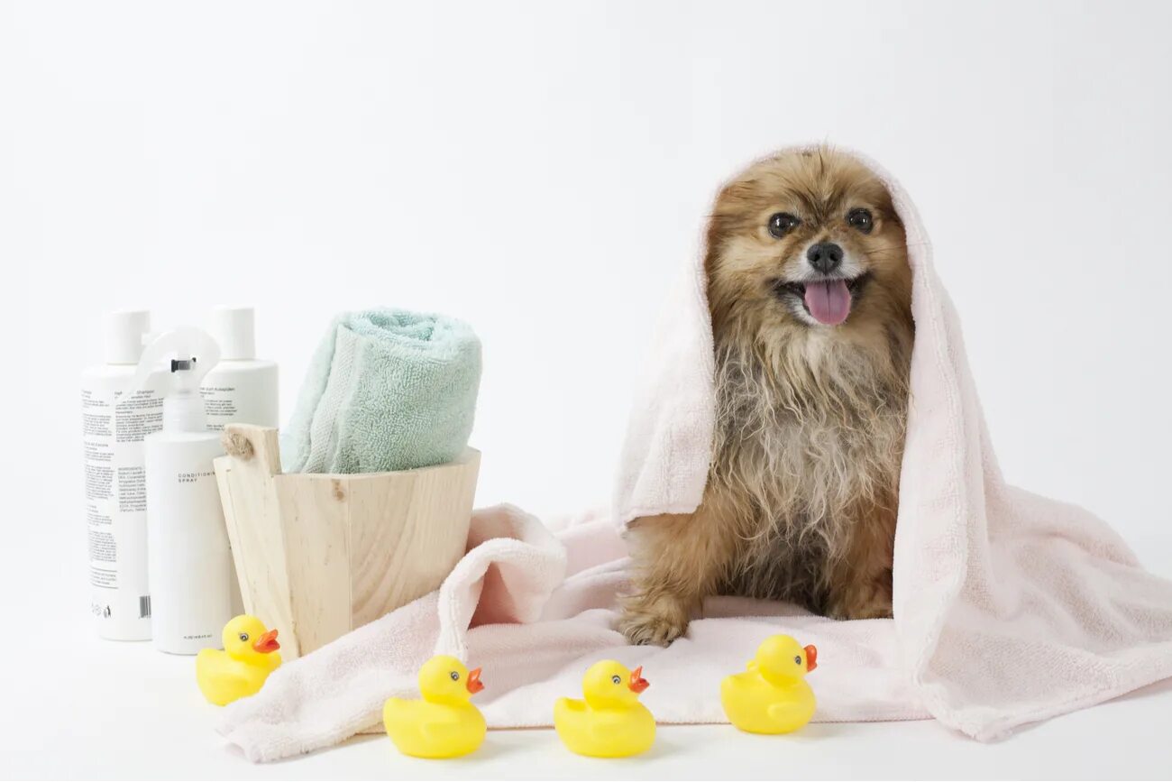 Pet spa. Собачка в спа. Спа для животных. Собачки груминг. Spa для собак.