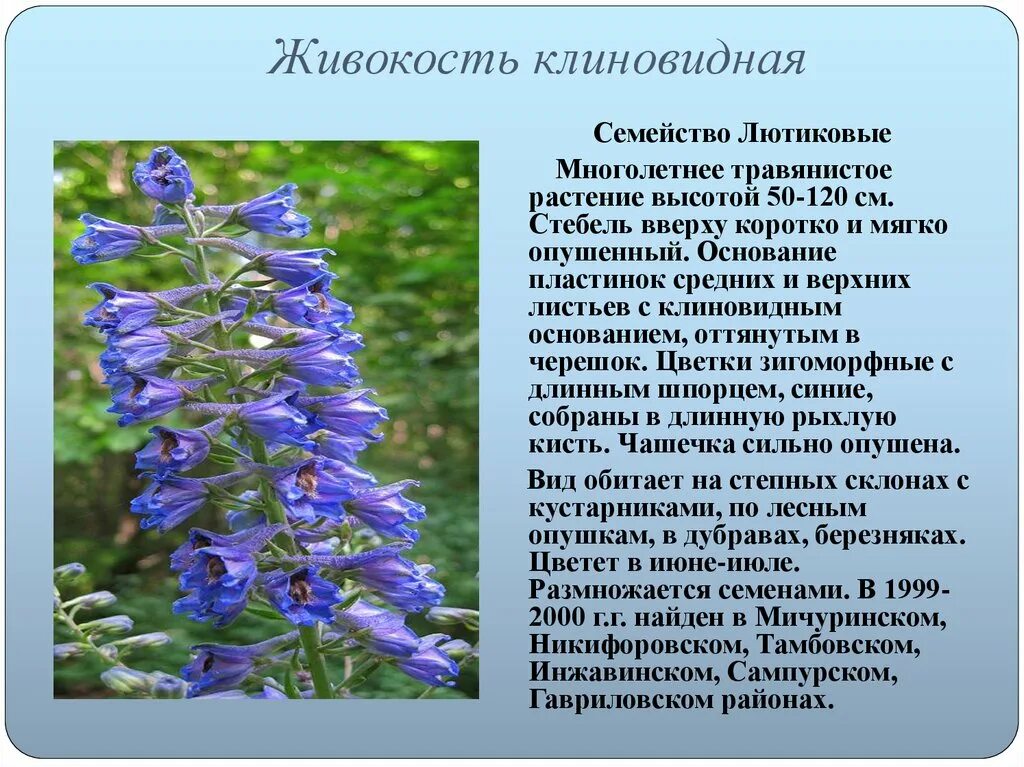 Первоцвет весенний примула весенняя. Лантыш занес в красную книгу. Лекарственные растения занесенные в красную книгу. Лекарственные растения занесенные в красную. Лекарственные растения занесенные в красную.
