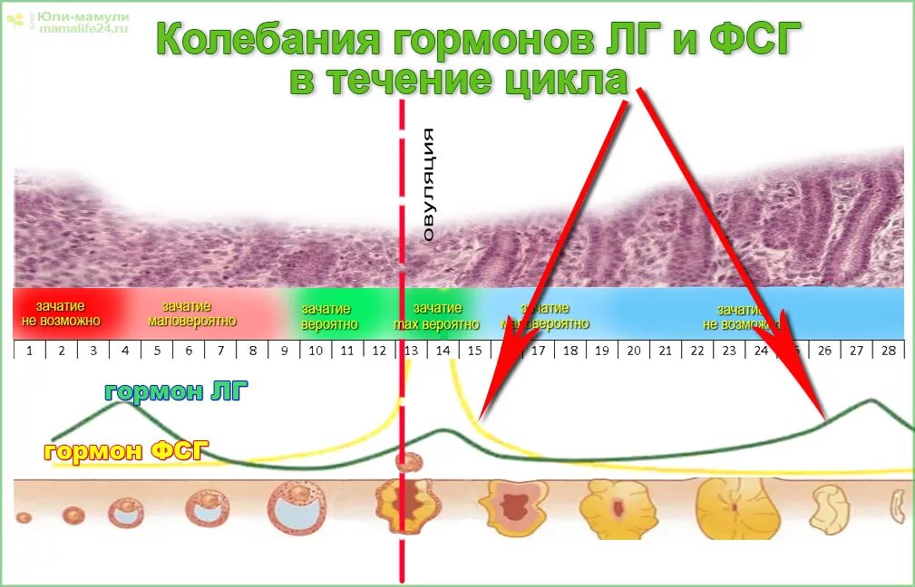 ФСГ В течение цикла. ЛГ И овуляция. Гормон ЛГ И овуляция. Гормоны в течение цикла. Сдвинулась овуляция