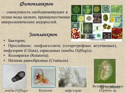 Характерен свободноживущий образ жизни