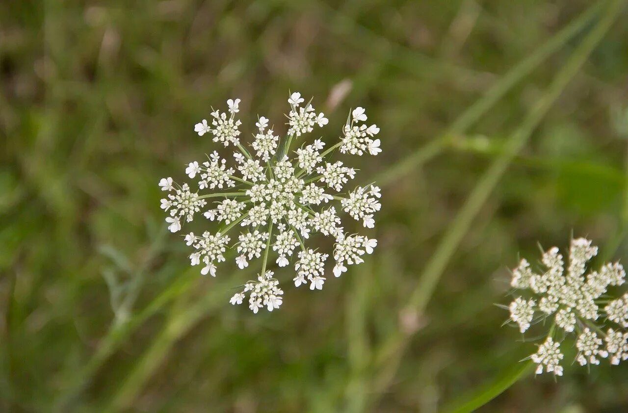 Сорняк с белыми цветами. Queen anne&#039;s lace растение. белые цветы сорняк. сорняк цветущий белыми цветами.
