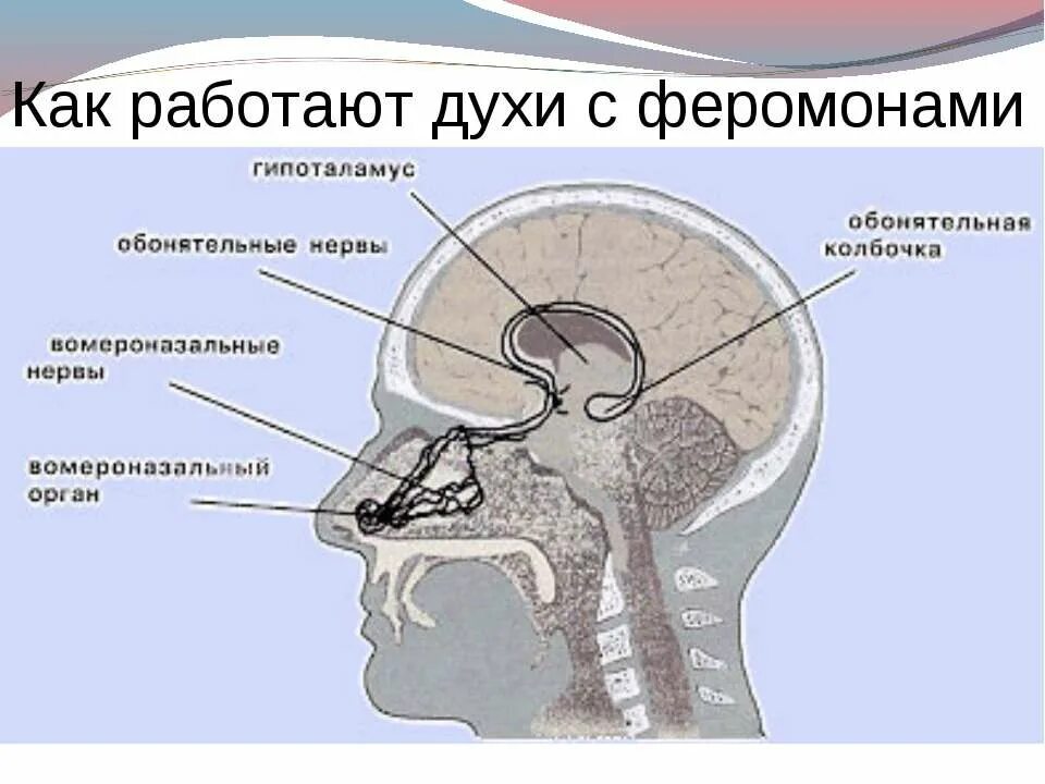 Выделение феромонов. Духи с феромонами для женщин. Феромоны это. Фером. Как работают феромоны.