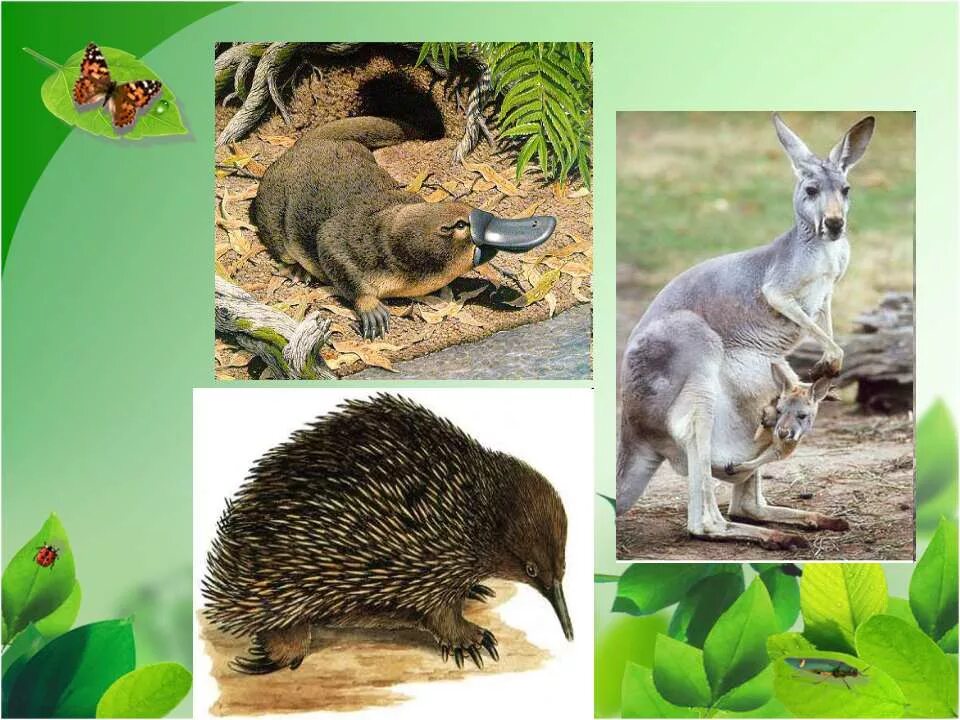 Класс млекопитающие животные. Коллаж животных. Мир животных. 1 млекопитающие животные. Презентация звери млекопитающие.