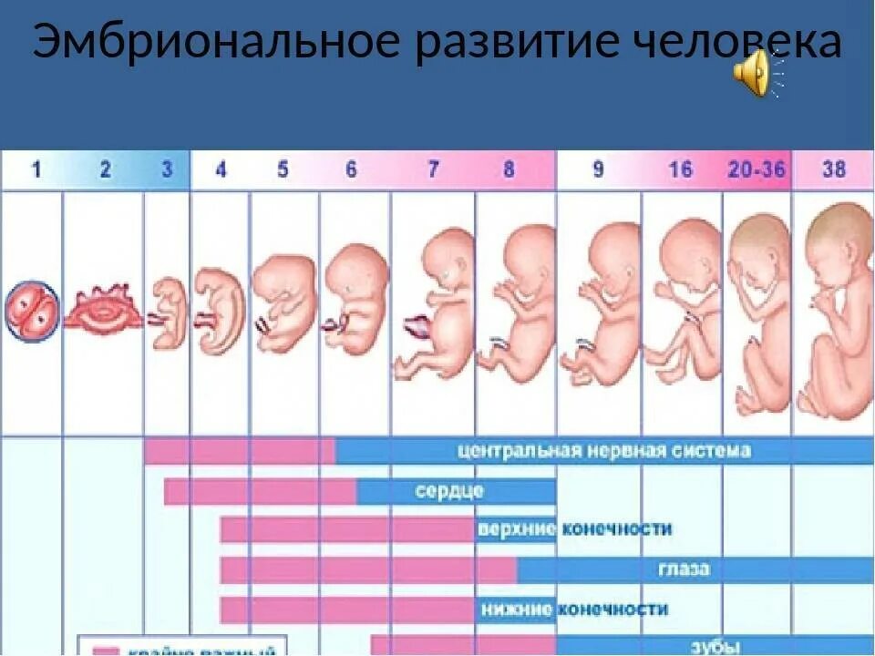 Развитие беременности и ощущения женщины