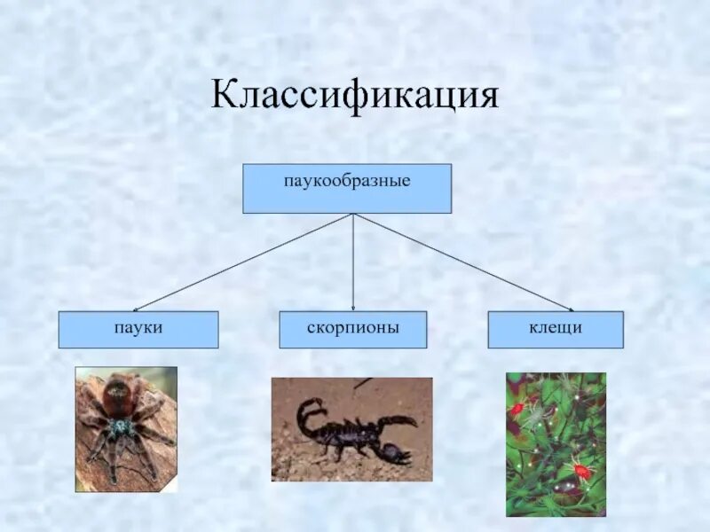 Отряды паукообразных. Отряды пауков таблица. класс паукообразные систематика. класс паукообразные систематика класса. классификация и представители паукообразных.