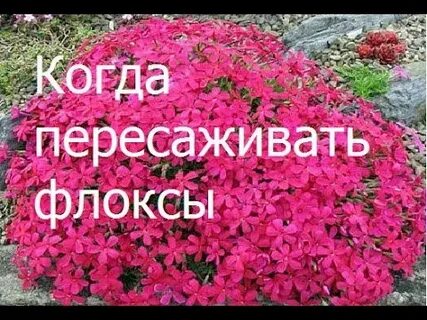 Пересадить флоксы осенью на другое