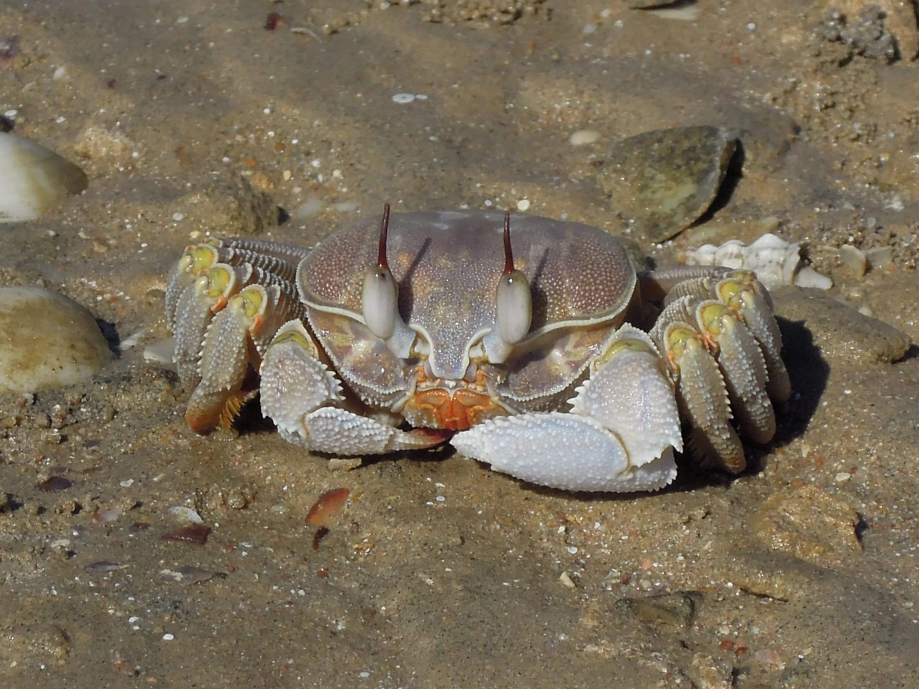 Ракообразные животные. Морские ракообразные. Морские Членистоногие. Краб в раковине. Краб беспозвоночный