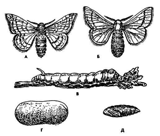 Какое развитие у шелкопряда. Личинка тутового шелкопряда. Яйца бабочки шелкопряда. Цикл развития тутового шелкопряда. Тутовый шелкопряд кокон.