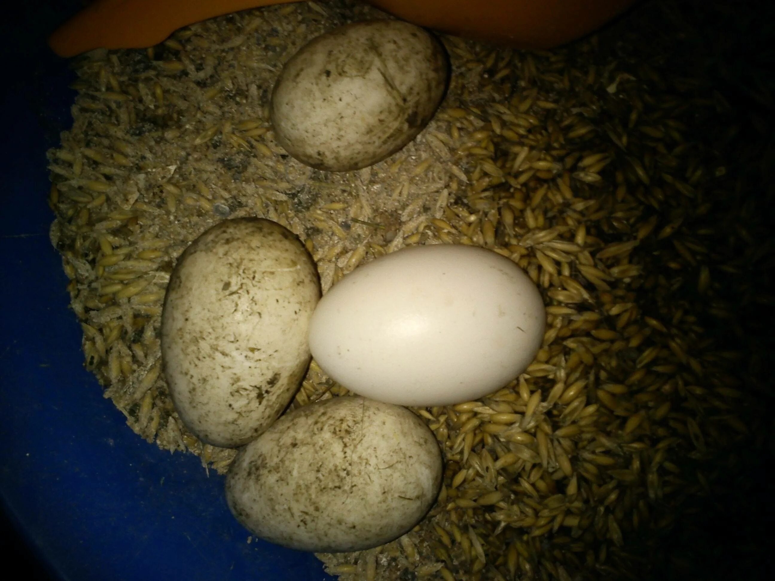 В каком возрасте начинает нестись. Гусиные яйца. Кладка яиц у уток. Гусыня на яйцах. Первое яйцо Гусыни.