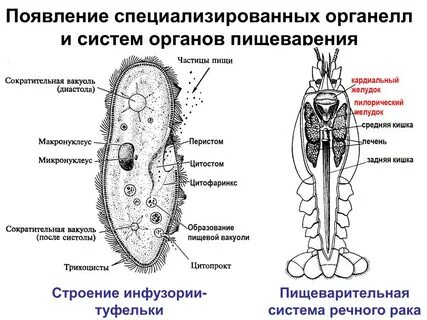 Простейшие системы органов