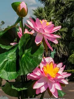Plant flora