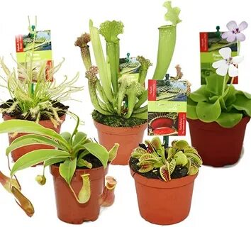 Special plant