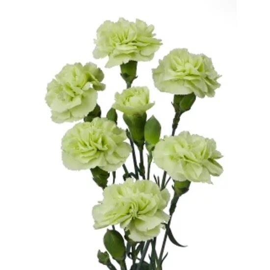 Lovely accent color... Carnations, Green carnation, Tropical wedding flowers