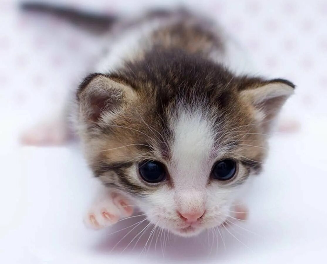 Маленьких котят побыстрее. Слепые котята. Маленькие Слепые котята. Маленький котенок. Новорожденный котенок.