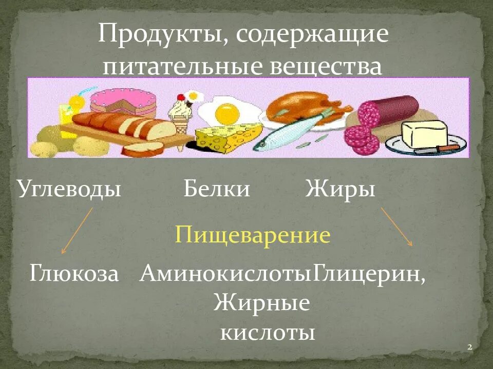 Питательная функция углеводов