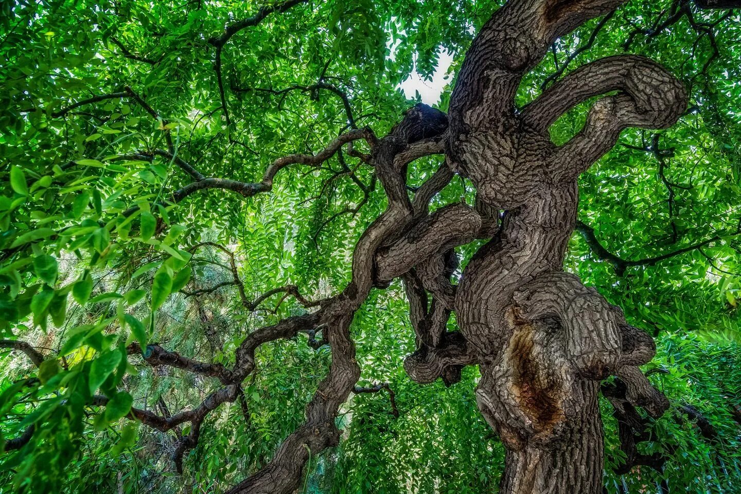 Natural tree. Нанму дерево. Дерево Тунси. Лещина обыкновенная Конторта. Шелковица Извилистая Тортуоза.