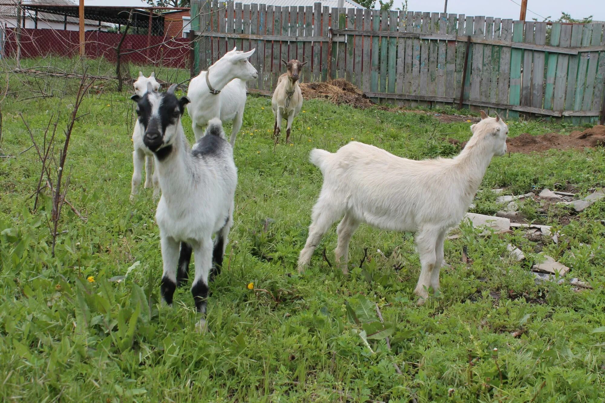Козы ламанча. Чеченская коза. Ламанча козы купить. Фото козы Ламанчи черно белая. Купить козу ставропольский
