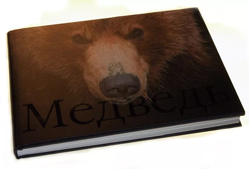 Привет медведь читать. Фотоальбом медведи. Фотоальбом we Bear. Логотип издательства книг с медведями.