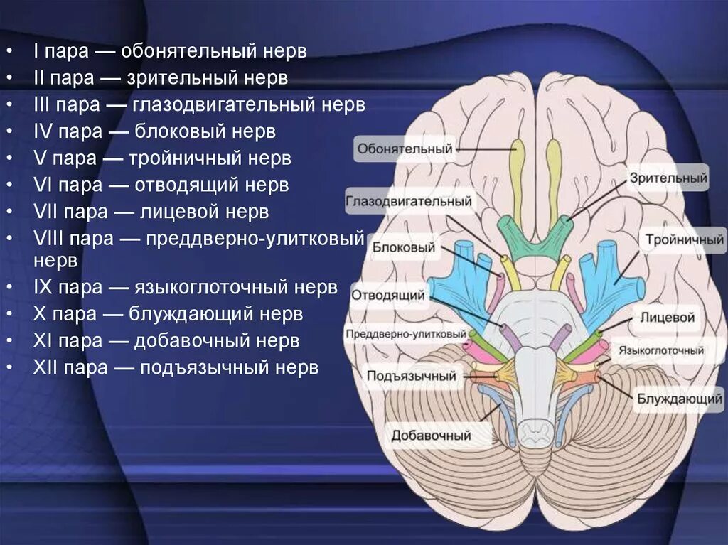 Нервные узлы черепных нервов. Черепномозговые нервы: (1, II, III, IV пары).. 12 Пар черепно мозговых нерв. 12 Пара черепных нервов ядра. Ядра 12 пар черепно мозговых нервов.