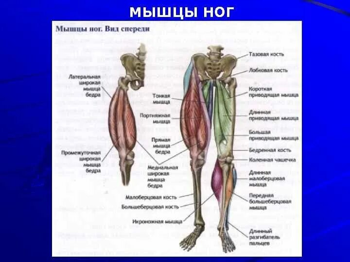 Мышцы ног человека схема. Мышцы ноги спереди анатомия. строение мышц ноги спереди. схема мышц бедра человека анатомия. строение мышц на ноге спереди человека.