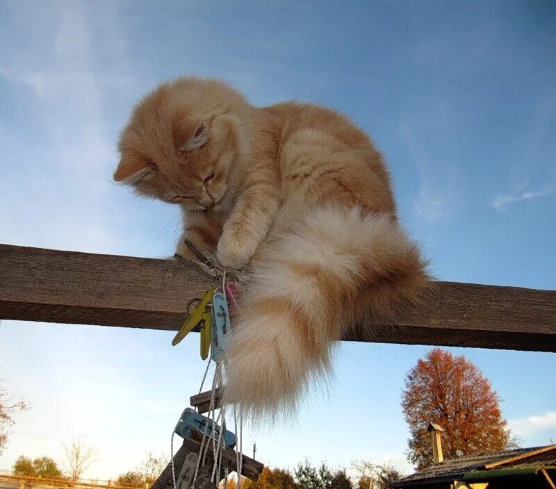 Повешенные кошки. Рыжий кот на заборе. Пушистый кот на заборе. Рыжий кот на скамейке. Рыжий кот на лавке.