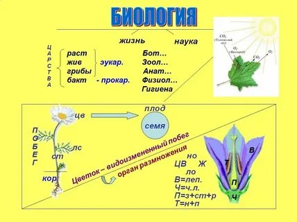 Низшие растения 7 класс биология конспект урока
