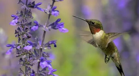 How do hummingbirds help flowering plants