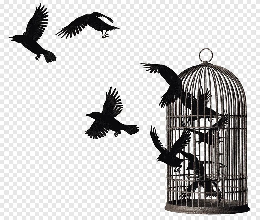 Птица из клетки. Птичка вылетает из клетки. Клетка с птичкой на прозрачном фоне.
