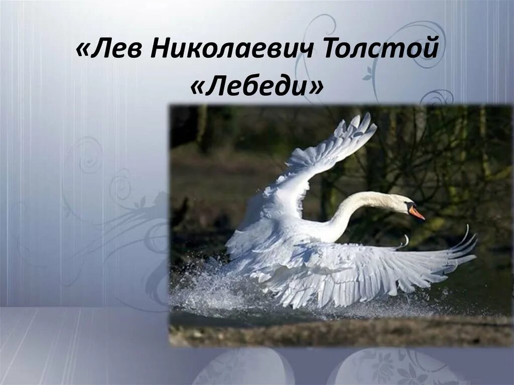 Основная мысль лебеди толстого. Лев Николаевич толстой лебеди. Л.толстой лебеди 3 класс. Рассказ Толстого лебеди 3 класс. Лев Николаевич толстой рассказ лебеди.