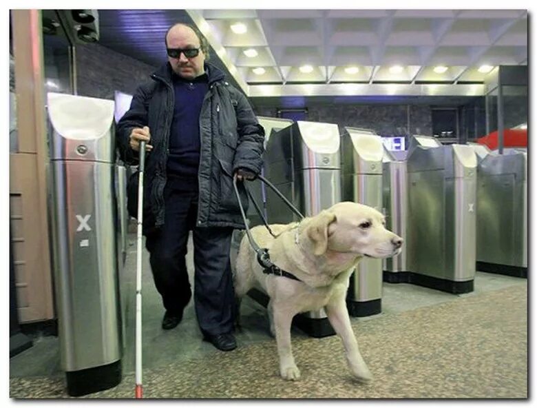 Как называется слепой человек. Собака поводырь. Собака для слепых. Слепой с поводырем. Инвалид с собакой поводырем.