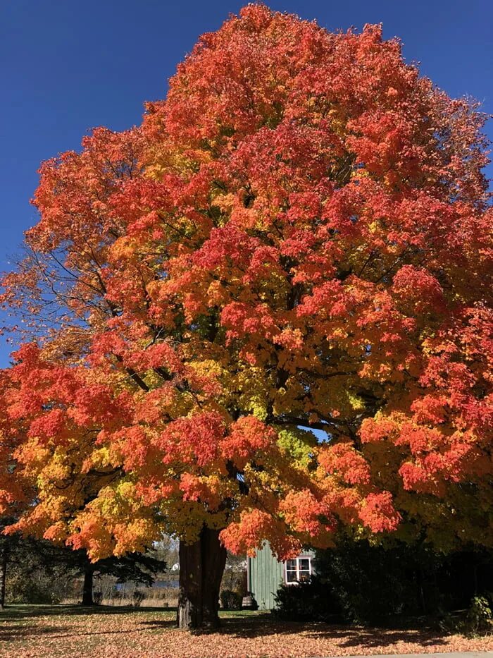 Fall in colours. Fall in colours