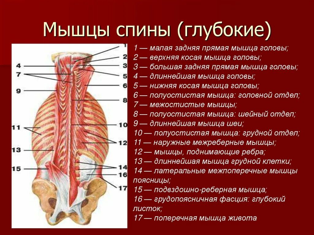 К мышцам спины относятся. Поверхностный слой глубоких мышц спины. глубокие мышцы спины вентрального происхождения. параспинальные мышцы спины анатомия. мышцы спины глубокий слой анатомия.
