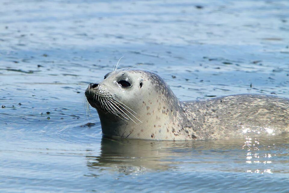 Кольчатая непра арктика. Размножение ластоногих. Нерпа нарьян-мар. Байкальская нерпа среда обитания водная. Среда обитания нерпы.