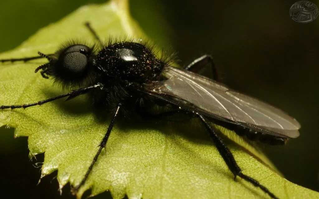 Муха эристалия. Черная муха жук. Бабочница-канализационная мушка. Черные летающие мушки. Летающие черные мухи.