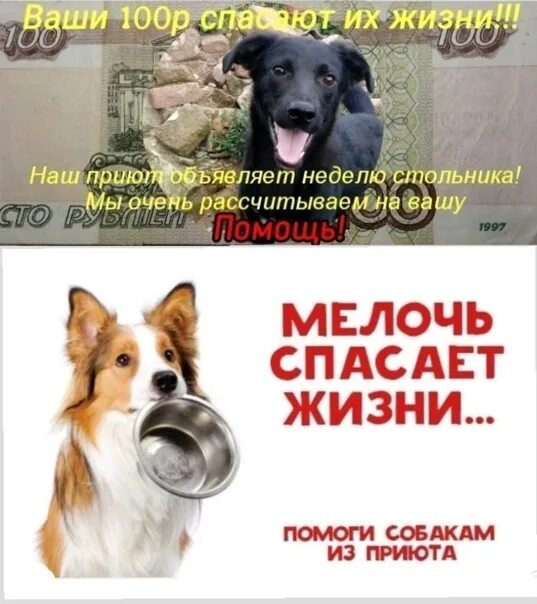 Помощь бездомным животным лысьва