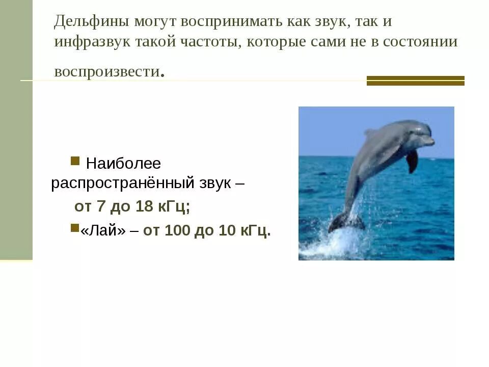 Звук в слове дельфины. Частота звука дельфина. Дельфины инфразвук. Частота дельфина звука дельфина. Частота голоса дельфина.