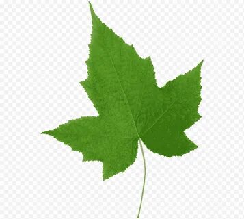 He leaves