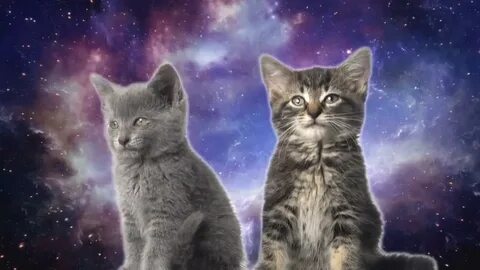 2 кота и кошечка мяу