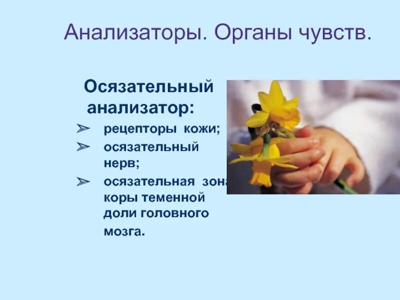Осязательный нерв. Слово осязательный. Значение осязания. Слово осязательный. Слово осязательный.