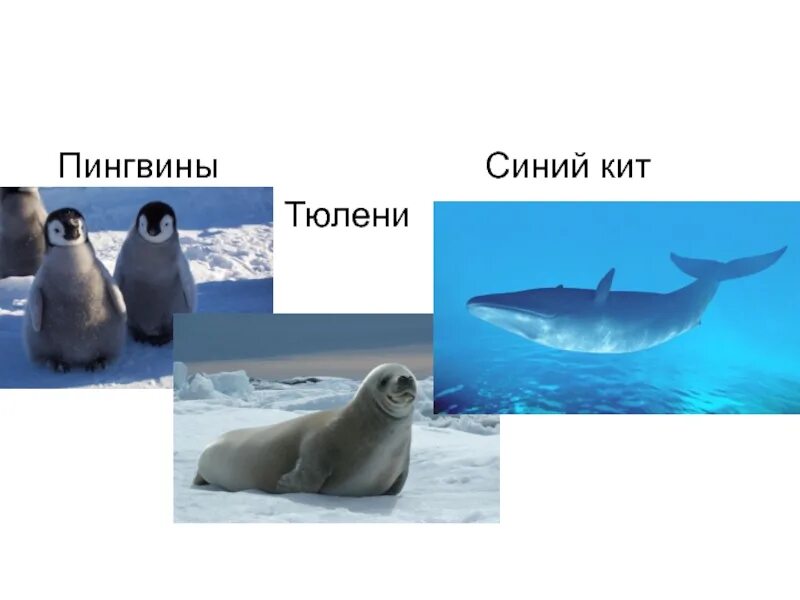 Тюлень и Пингвин. Сходство тюленя и кита. Морские котики пингвины киты. Киты и тюлени.