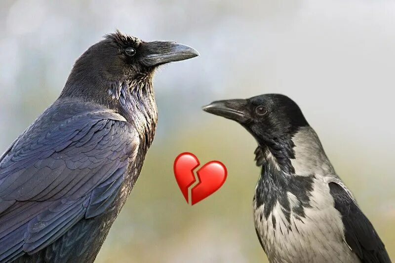 голос вороны. звуки издаваемые воронами. грач перелетная птица. ворон обыкновенный. грач (птица).