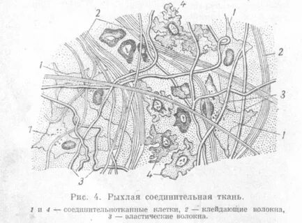Рыхлой и в ней