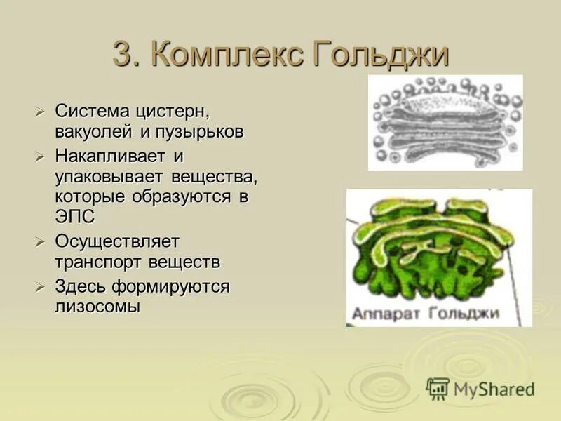 Органоид комплекс гольджи. Цистерны аппарата гольджи. Система пузырьков комплекса гольджи. Комплекс аппарат гольджи. Цистерны комплекса гольджи.
