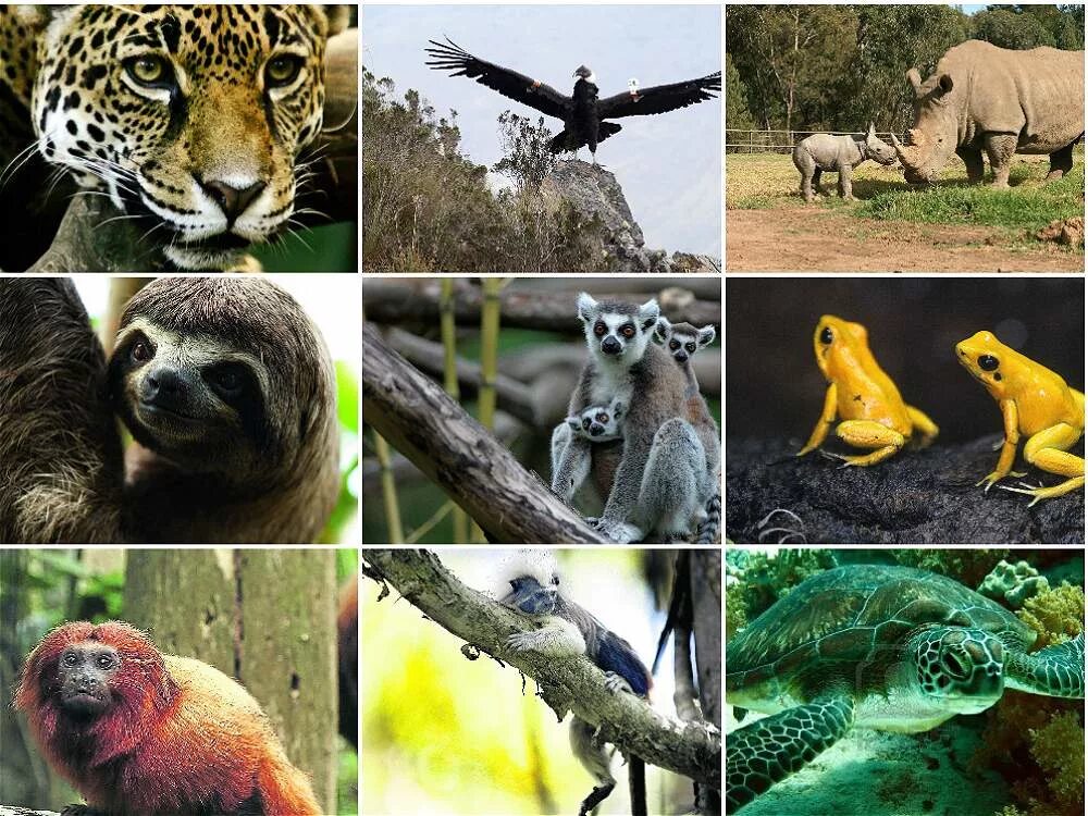 Животный мир. Тропические животные. Растительный и животный мир Колумбии. Животные в тропиках.