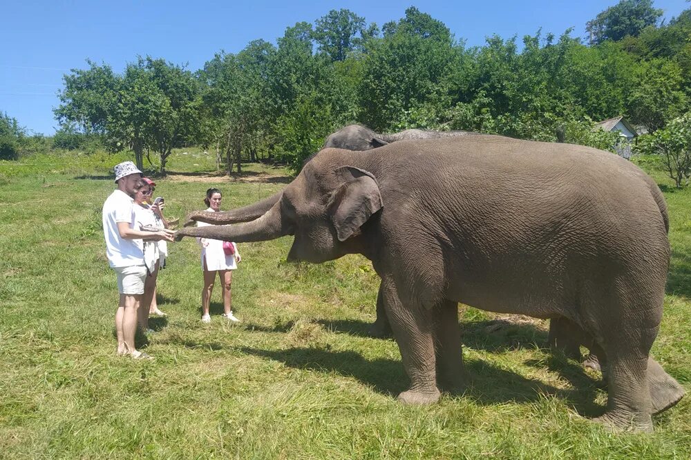 Где стоят слоны. Сочи слоны сафари парк. Сафари парк Адлер Ахштырь. Парк слонов Сочи 2023. Ферма слонов в Сочи.