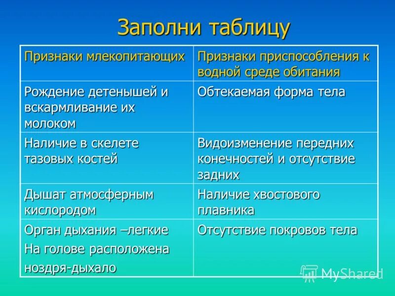 Среды жизни и места обитания млекопитающих. Места обитания животных. Кенгуру приспособление к среде обитания. Приспособления млекопитающих к среде обитания. Приспособления китообразных.