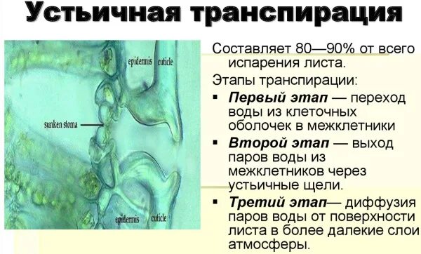 Устьица транспирация. Транспирация устьица. Типы транспирации. Устьичная транспирация растений. Устьичная и кутикулярная транспирация.