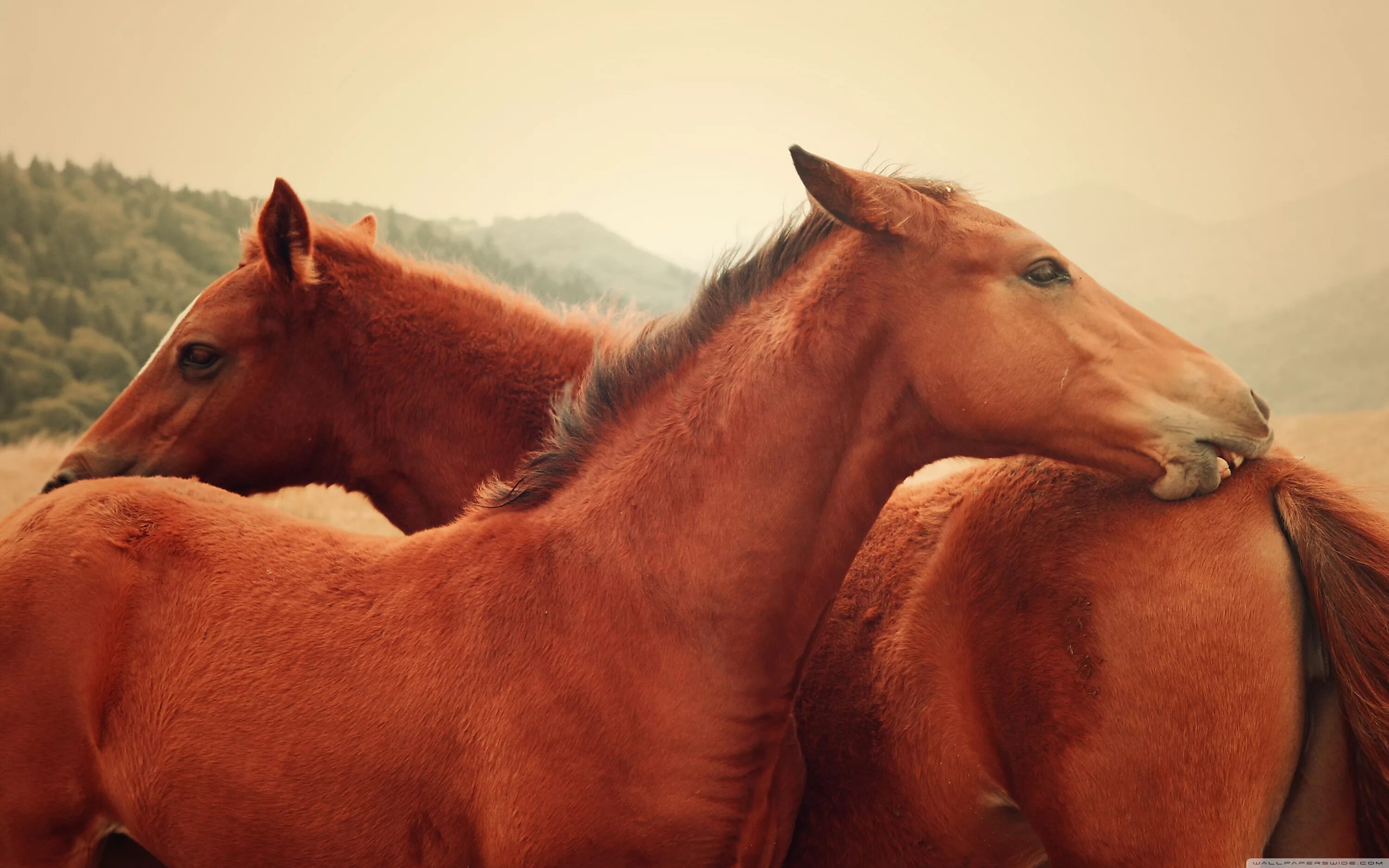 Со добра коня. Обои лошади. Добрая лошадка. Красивые лошадки. Маленькие дети и животные.