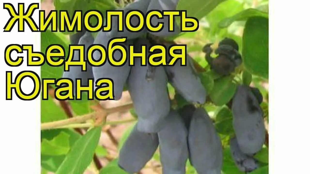 Жимолость съедобная сорта Югана. Жимолость Лакомка куст. Жимолость Югана описание сорта. Жимолость Югана описание. Жимолость югана опылители