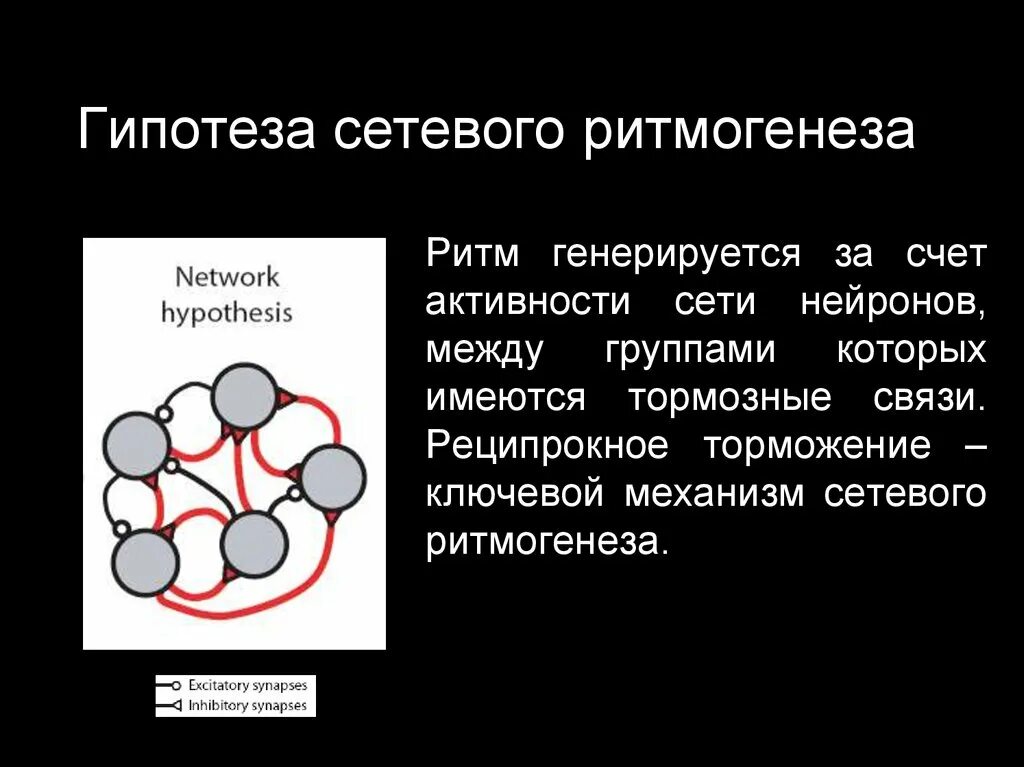 Теория сетевого ритмогенеза. Гипотеза локальной сети. Дыхательный ритмогенез. Центральные механизмы ритмогенеза..